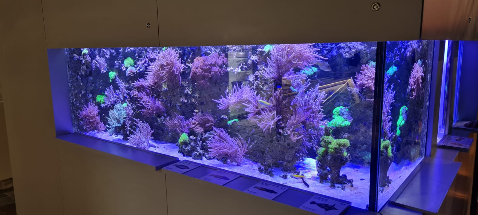 Katharienhalle violettes Becken Detailansicht